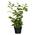 PlantaPro Kirschlorbeer Heckenpflanzen