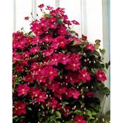 Plantapro 312041