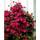 Plantapro 312041