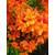 Plantapro 87025
