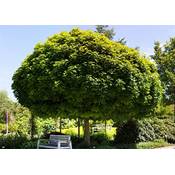 Plantapro Acer platanoides 'Globosum' Vergleich