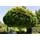 Plantapro Acer platanoides 'Globosum'