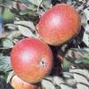 PlantaPro Apfelbaum Cox Orange Renette