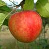 PlantaPro Apfelbaum Cox Orange