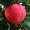 Apfelbaum Elstar