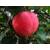 PlantaPro Apfelbaum Elstar