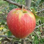 PlantaPro Apfelbaum Jonagold