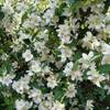 PlantaPro Bauernjasmin