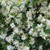 PlantaPro Bauernjasmin