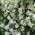 PlantaPro Bauernjasmin