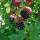 PlantaPro Brombeere Black Satin