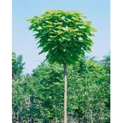 Plantapro Catalpa bignonioides 'Nana' Sta Vergleich