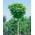 Plantapro Catalpa bignonioides 'Nana' Sta