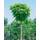 Plantapro Catalpa bignonioides 'Nana' Sta