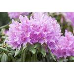 Plantapro Catawba-Rhododendron