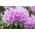Plantapro Catawba-Rhododendron