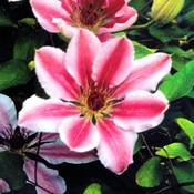 Plantapro Clematis Nelly Moser