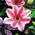 Plantapro Clematis Nelly Moser