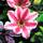 Plantapro Clematis Nelly Moser