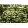 PlantaPro Cornus kousa chinensis 'China Girl'