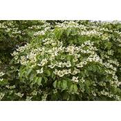 PlantaPro Cornus kousa chinensis 'China Girl'