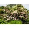Plantapro Cornus kousa chinensis Satomi