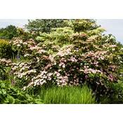Plantapro Cornus kousa chinensis Satomi