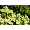 PlantaPro Cornus kousa chinensis 'Schmetterling'