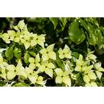 PlantaPro Cornus kousa chinensis 'Schmetterling'