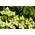 PlantaPro Cornus kousa chinensis 'Schmetterling'