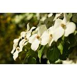 Plantapro Cornus kousa chinensis