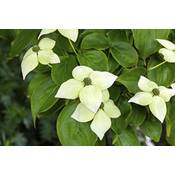 Plantapro Cornus kousa Vergleich