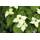 Plantapro Cornus kousa