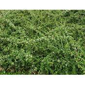 PlantaPro Cotoneaster Dammeri Radicans