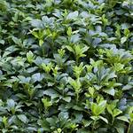 Plantapro Dickmännchen