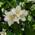 PlantaPro Duftjasmin