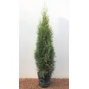 Plantapro Edel-Thuja im Topf