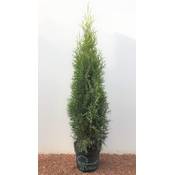 Plantapro Edel-Thuja im Topf