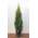 Plantapro Edel-Thuja im Topf