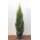 Plantapro Edel-Thuja im Topf