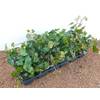 Plantapro Efeu-Pflanze