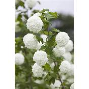 Plantapro Gefüllter Schneeball