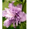 PlantaPro Hibiscus Syriacus Ardens
