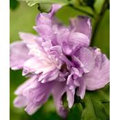 PlantaPro Hibiscus Syriacus Ardens