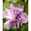 PlantaPro Hibiscus Syriacus Ardens