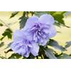 Plantapro Hibiscus syriacus Blue Chiffon
