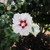 PlantaPro Hibiskus Red Heart