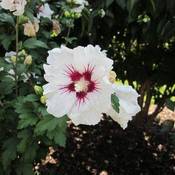 PlantaPro Hibiskus Red Heart