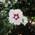 PlantaPro Hibiskus Red Heart