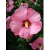 PlantaPro Hibscus Afrodita